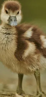 Adorable fluffy duckling standing outdoors in nature.