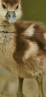 A fluffy duckling standing in a natural setting with brown and white feathers.