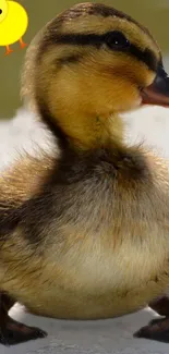 A cute yellow duckling in close-up view with fluffy feathers.