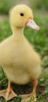 Yellow duckling standing in green grass, perfect for mobile wallpaper.