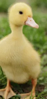 Adorable yellow duckling standing on lush green grass.