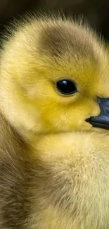 Close-up of a fluffy yellow duckling on a mobile wallpaper.