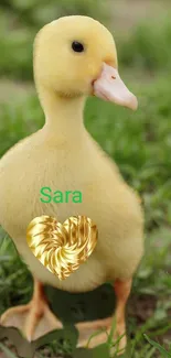 Cute yellow duckling on grass with a golden heart decoration.