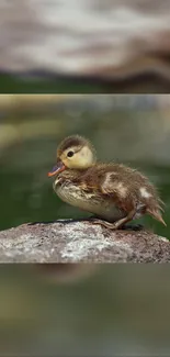 Cute duckling perched on a rock by the water, perfect for nature wallpaper.