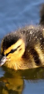 A cute duckling swims on calm, reflective blue water.