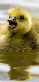 A cute yellow duckling floating on water.