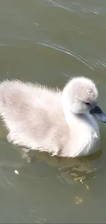 Cute duckling floating on still water.