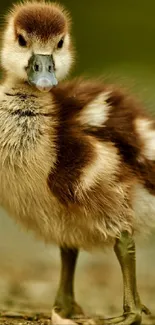 Close-up of a fluffy duckling on a natural background, perfect for mobile wallpaper.