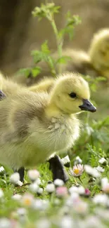 Cute trio of ducklings in green grass and flowers.