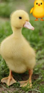 Cute yellow duckling in grass with cartoon duck.