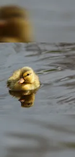 Cute duckling swimming with water reflection.