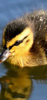 Cute duckling swimming on water with reflection