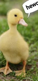 Cute duckling with bubble text 'hewo' on green grass background.