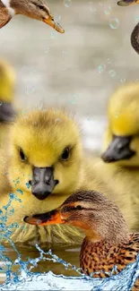 Cute ducklings with splashing water on a calm river, perfect for nature lovers.