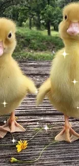 Two cute yellow ducklings standing on a wooden table in a natural setting.