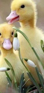 Two cute yellow ducklings among snowdrops.