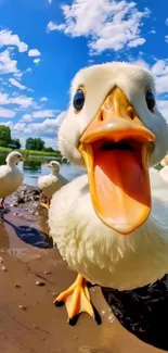 Cute ducks near a lake with a beautiful sky.