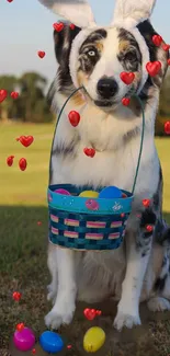 Dog with bunny ears and basket of Easter eggs.