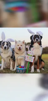 Three dogs with Easter bunny ears sitting on grass with a festive basket.