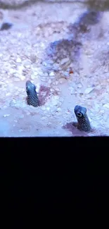 Peaceful sandy aquarium with eels peeking out.