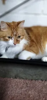 Adorable cat resting on a soft carpet by a brick wall.