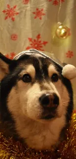 Festive dog wearing a hat with gold tinsel, against a Christmas background.