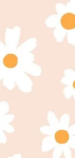 Cute mobile wallpaper with white daisies on a peach background.