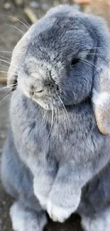 Adorable fluffy grey bunny standing upright.