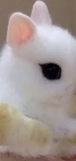 Cute fluffy white bunny with soft fur sitting.