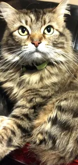 A cute fluffy cat with green eyes sitting on a dark chair.