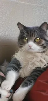 A fluffy cat relaxing on a red sofa, looking around with bright eyes.