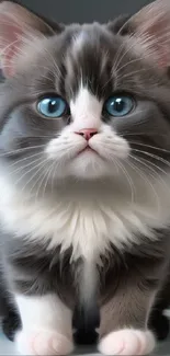 Fluffy kitten with blue eyes and soft fur on a gray background.