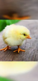 Adorable fluffy yellow chick on wooden surface, perfect for mobile wallpaper.