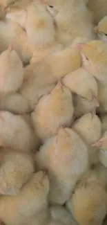 Cluster of adorable fluffy chicks in soft light yellow tones.