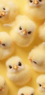 Adorable fluffy yellow chicks huddled together.