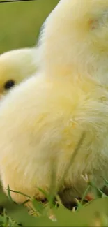 Fluffy yellow chicks on green grass, perfect for spring wallpaper.