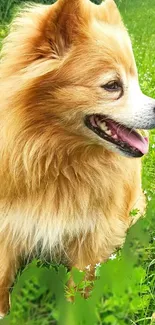 Fluffy dog standing in a lush green field.