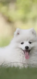 Fluffy white dog on green grass in a serene nature setting.