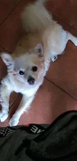 Cute fluffy dog lying on terracotta tiles, looking up adorably.