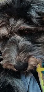 Close-up of a cute, fluffy dog with grey fur.