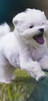 Cute fluffy white dog running on grass.