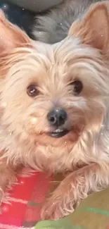 Fluffy dog lying on blanket with sparkling effects.