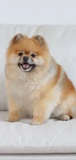 Fluffy Pomeranian sitting on a white couch.