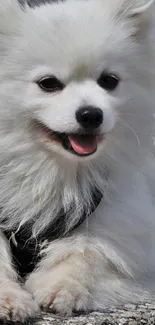 Fluffy white dog on outdoor pavement.