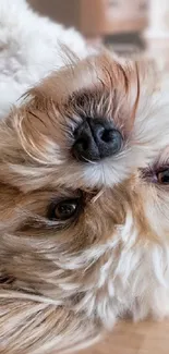 Adorable fluffy dog upside down on a wooden floor.