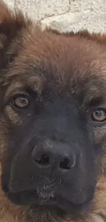 Close-up of a fluffy brown dog with expressive eyes.