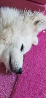 Fluffy white dog resting on vibrant pink carpet.