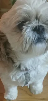 Charming fluffy dog with a curious look on a wooden floor.