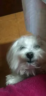 Fluffy white dog in cozy setting, looking cute.