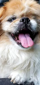 Adorable fluffy dog with tongue out, smiling happily, great for pet lovers.